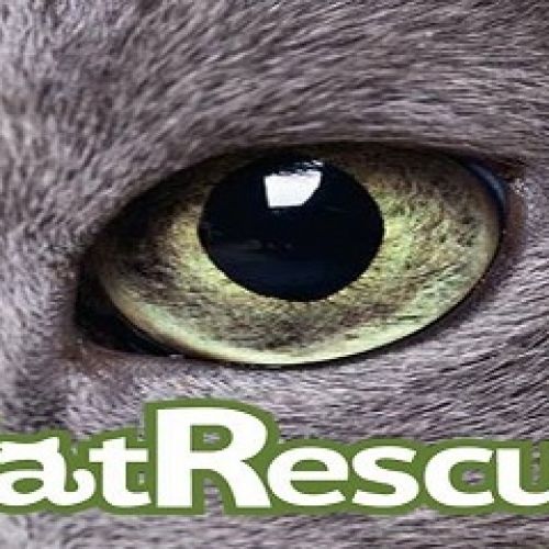 CatRescue CatRescue