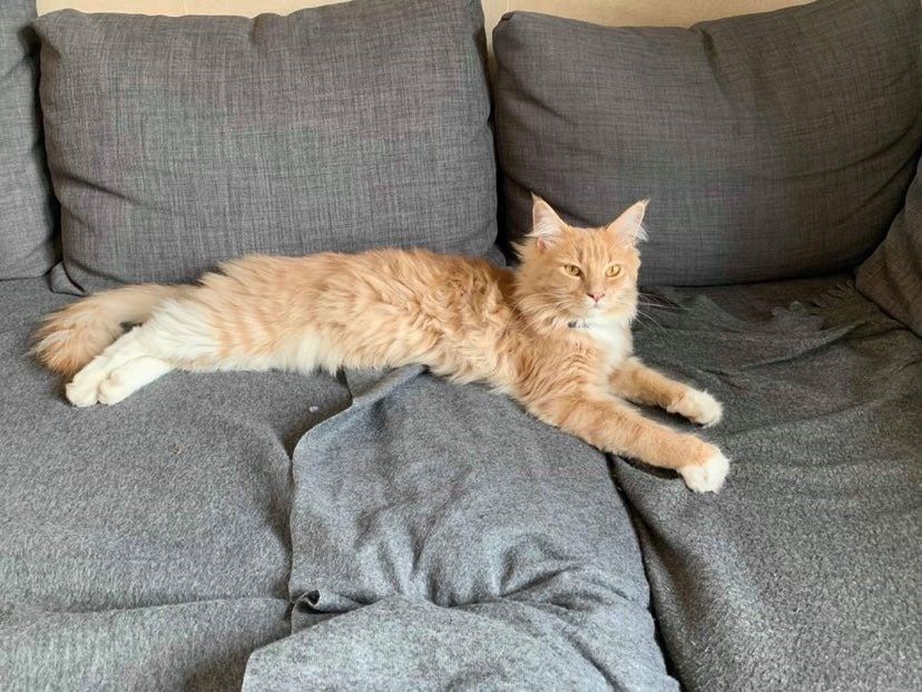 Chat Perdu A Saive Animalweb