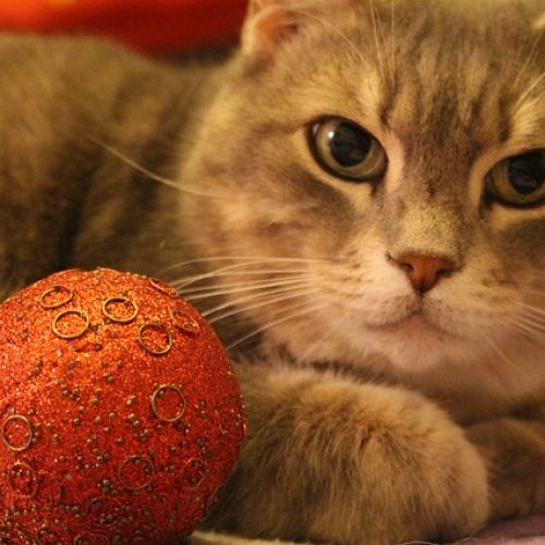 Chats célèbres : Top 7 des Histoires les Plus Extraordinaires | Animal Chats célèbres : Top 7 des Histoires les Plus Extraordinaires | Animal