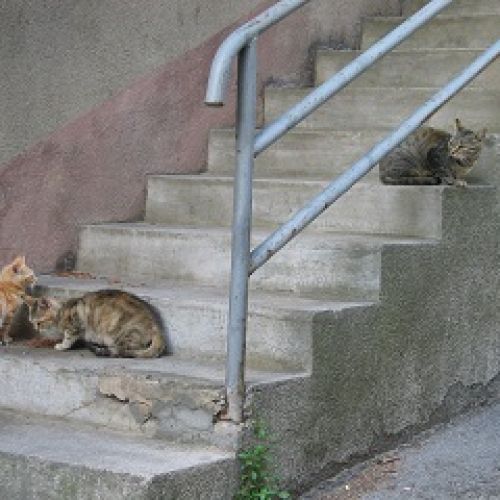 Ever'y Cat Ever'y Cat