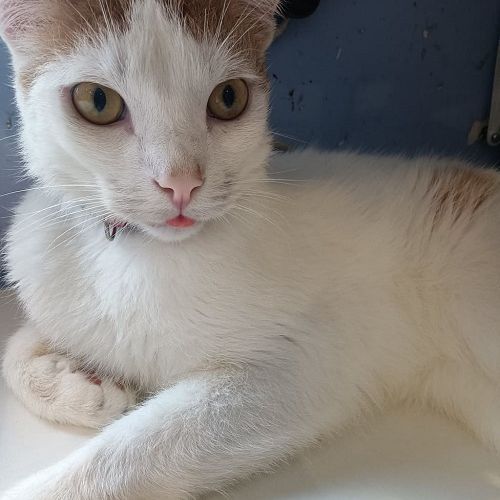 Pourquoi les chats tirent-ils la langue ? | AnimalWeb Pourquoi les chats tirent-ils la langue ? | AnimalWeb