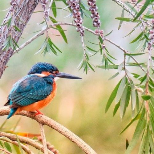 Quels arbres ou arbustes pour attirer les oiseaux ? Quels arbres ou arbustes pour attirer les oiseaux ?