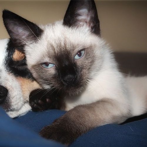 Arnaque à l'adoption et à la vente d'animaux | AnimalWeb Arnaque à l'adoption et à la vente d'animaux | AnimalWeb