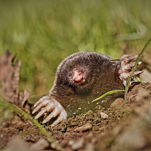 Comment faire fuir les taupes naturellement ? | AnimalWeb Comment faire fuir les taupes naturellement ? | AnimalWeb
