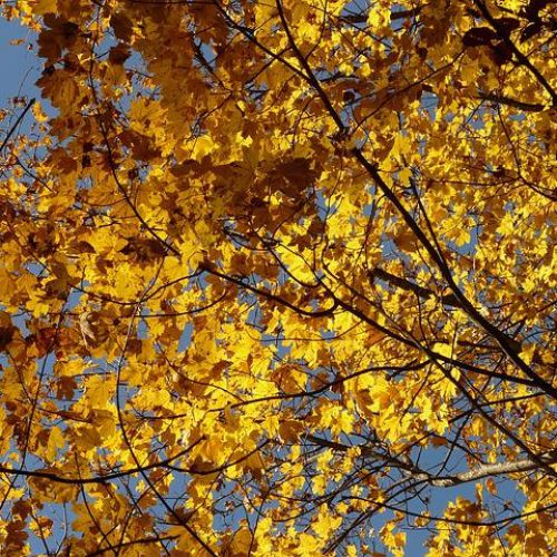 L’érable Sycomore : Un arbre dangereux pour les chevaux | AnimalWeb L’érable Sycomore : Un arbre dangereux pour les chevaux | AnimalWeb