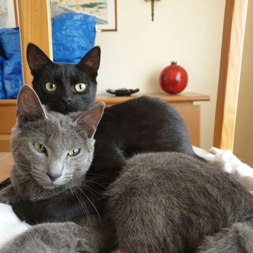 Calin Calin