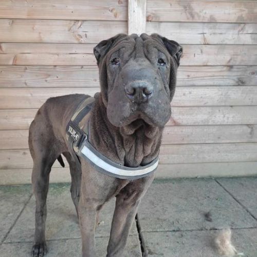 #BE226519 - Falco - Chien à Adopter - Geronsard | AnimalWeb #BE226519 - Falco - Chien à Adopter - Geronsard | AnimalWeb