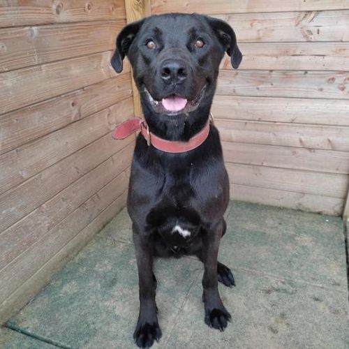 #BE226525 - Koda - Chien à Adopter - Geronsard | AnimalWeb #BE226525 - Koda - Chien à Adopter - Geronsard | AnimalWeb