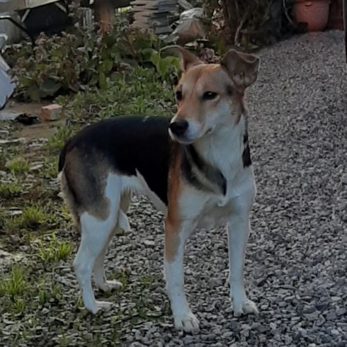 Chien trouvé Chien trouvé