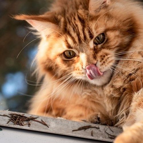 15 comportements félins qui prouvent que votre chat vous aime. 15 comportements félins qui prouvent que votre chat vous aime.