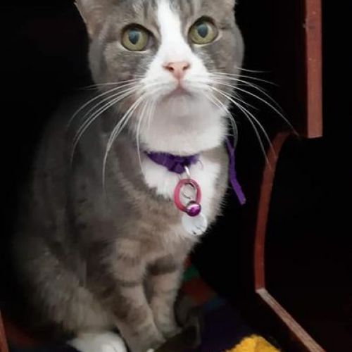 #BE226602 - Sylia - Chat à Adopter - Geronsard | AnimalWeb #BE226602 - Sylia - Chat à Adopter - Geronsard | AnimalWeb