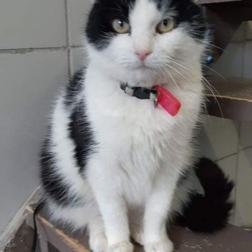 #BE226603 - Rosa - Chat à Adopter - Geronsard | AnimalWeb #BE226603 - Rosa - Chat à Adopter - Geronsard | AnimalWeb