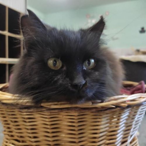 #BE226604 - Rebelle - Chat à Adopter - Geronsard | AnimalWeb #BE226604 - Rebelle - Chat à Adopter - Geronsard | AnimalWeb
