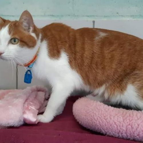 #BE226609 - Tadeg - Chat à Adopter - Geronsard | AnimalWeb #BE226609 - Tadeg - Chat à Adopter - Geronsard | AnimalWeb