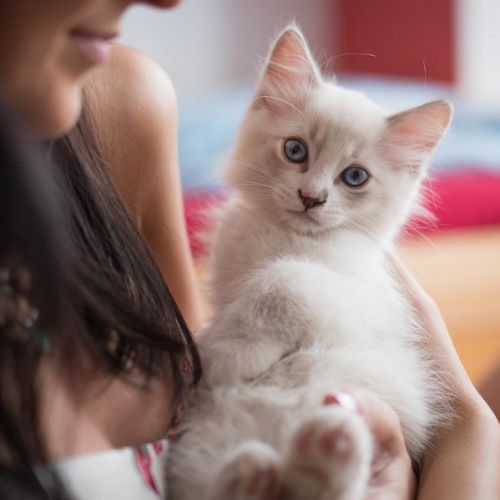 Chaton Chaton