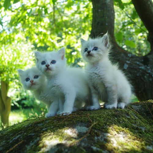 Quelle est la meilleure litière pour votre chat ? Quelle est la meilleure litière pour votre chat ?