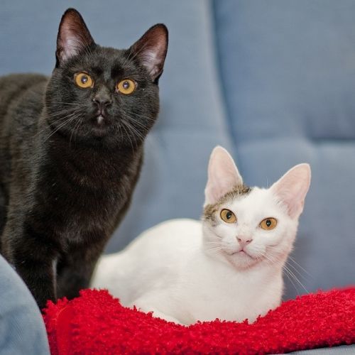 Quel est le meilleur bac à litière pour son chat ? Quel est le meilleur bac à litière pour son chat ?