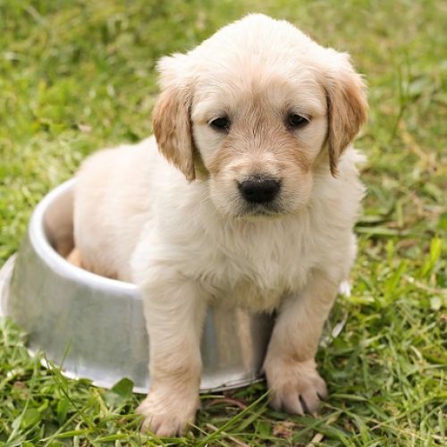 Chiot Golden Retriever Chiot Golden Retriever