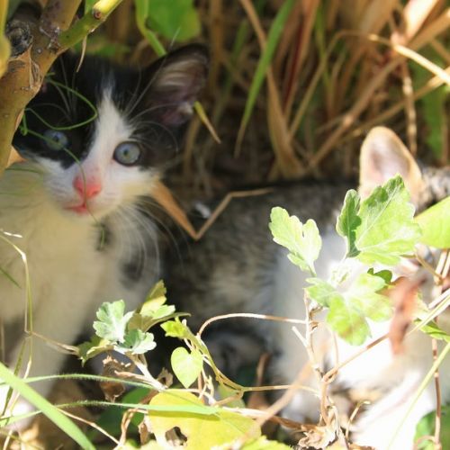 Pourquoi avoir un chat chez soi ? Pourquoi avoir un chat chez soi ?