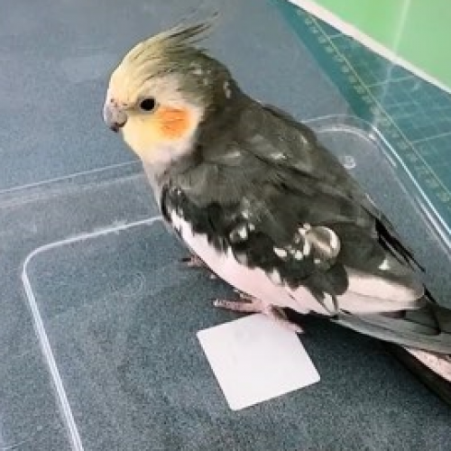Calopsitte Calopsitte