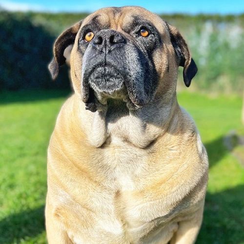 #BE226821 - Tyson 30 - Chien à Adopter - Perwez | AnimalWeb #BE226821 - Tyson 30 - Chien à Adopter - Perwez | AnimalWeb