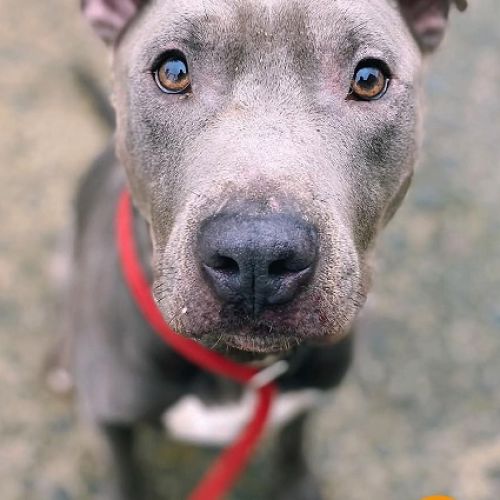 #BE226825 - Blue 5 - Chien à Adopter - Perwez | AnimalWeb #BE226825 - Blue 5 - Chien à Adopter - Perwez | AnimalWeb