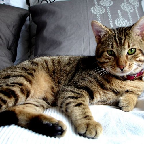Les comparateurs d'assurances pour animaux Les comparateurs d'assurances pour animaux