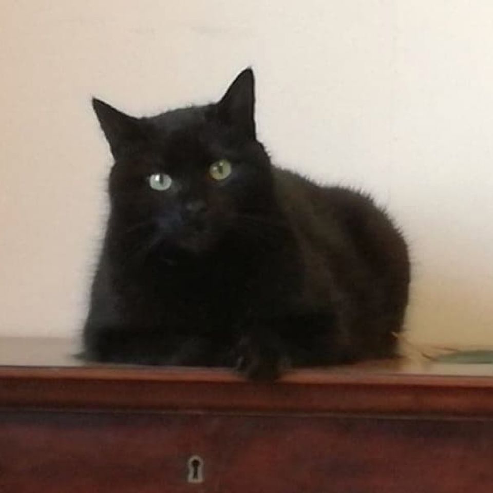 Chat Perdu A Forest Animalweb