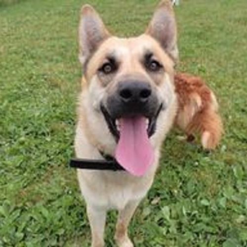 #BE226944 - Rex - Chien à Adopter - Geronsard | AnimalWeb #BE226944 - Rex - Chien à Adopter - Geronsard | AnimalWeb