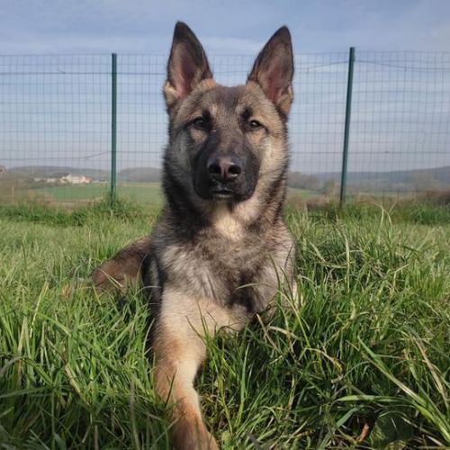 #BE226945 - Saxe - Chien à Adopter - Geronsard | AnimalWeb #BE226945 - Saxe - Chien à Adopter - Geronsard | AnimalWeb