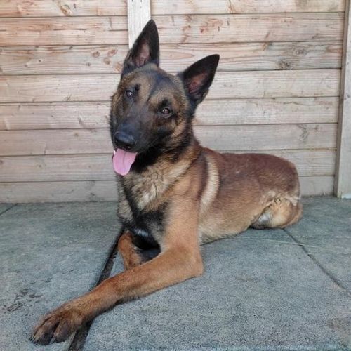 #BE226946 - Rom - Chien à Adopter - Geronsard | AnimalWeb #BE226946 - Rom - Chien à Adopter - Geronsard | AnimalWeb
