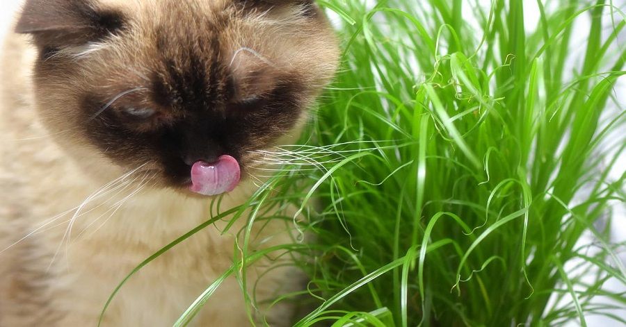 Quelle est la meilleure herbe pour chats et chatons ?