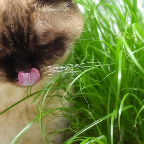 Herbe à chats Herbe à chats
