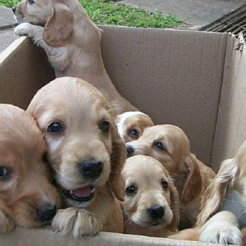 Chiots Chiots