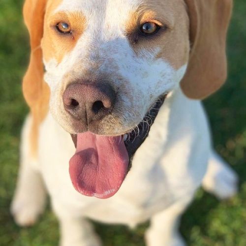 Roucky 15 est un chien à adopter à Perwez dans la province du Brabant Roucky 15 est un chien à adopter à Perwez dans la province du Brabant