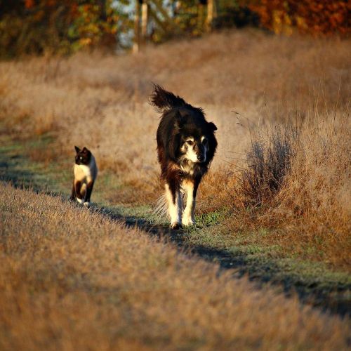 Est-ce que les animaux ont une âme ? Est-ce que les animaux ont une âme ?