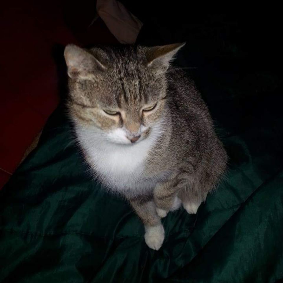 Un Chat Perdu Peut Il Survivre