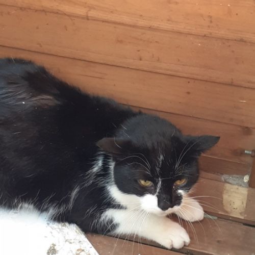 Orphée est un chat à adopter à Viemme dans la province de Liège en Bel Orphée est un chat à adopter à Viemme dans la province de Liège en Bel