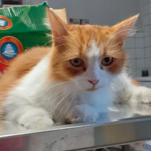 Chat trouvé Thulin Chat trouvé Thulin