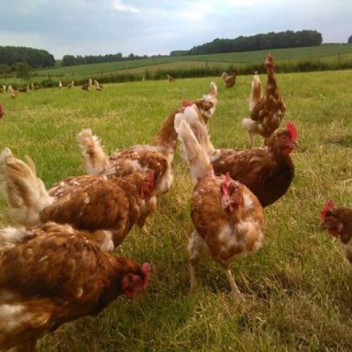 Les Poules Heureuses de la Ferme Lovely Les Poules Heureuses de la Ferme Lovely