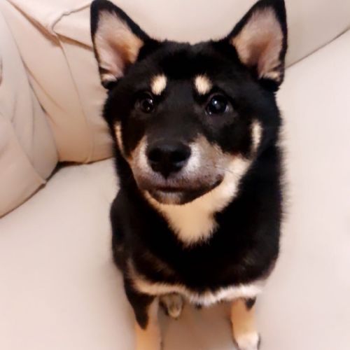 #BE227666 - Boogie - Chien perdu - Saint-Gilles - AnimalWeb #BE227666 - Boogie - Chien perdu - Saint-Gilles - AnimalWeb