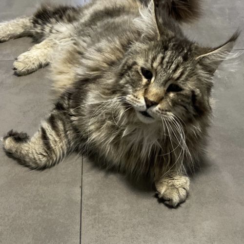 #BE227683 - Dino - Chat Perdu - Athus - AnimalWeb #BE227683 - Dino - Chat Perdu - Athus - AnimalWeb