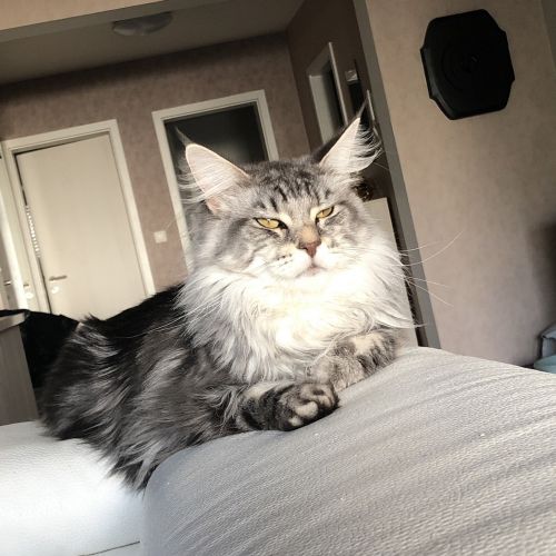 #BE227684 - Naya - Chat Perdu - Athus - AnimalWeb #BE227684 - Naya - Chat Perdu - Athus - AnimalWeb