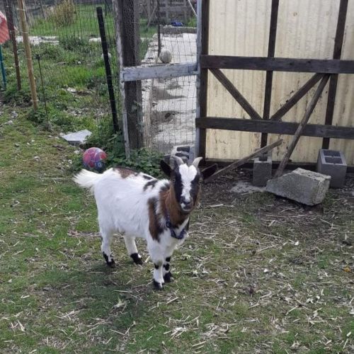 #BE227706 - Blanchette - Chèvre perdue - Courcelles | AnimalWeb #BE227706 - Blanchette - Chèvre perdue - Courcelles | AnimalWeb