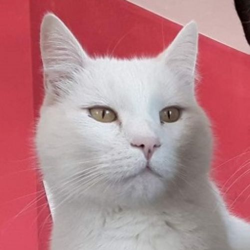 #BE227709 - Bouba - Chat Perdu - Mabompré - AnimalWeb #BE227709 - Bouba - Chat Perdu - Mabompré - AnimalWeb