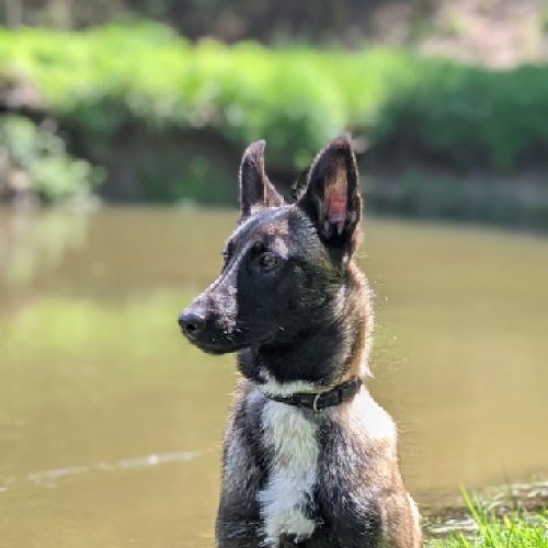 #BE227723 - Luna - Chien perdu - Beez | AnimalWeb #BE227723 - Luna - Chien perdu - Beez | AnimalWeb