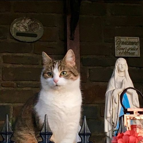 #BE227735 - Britta - Chat Perdu - Saint-Hubert - AnimalWeb #BE227735 - Britta - Chat Perdu - Saint-Hubert - AnimalWeb