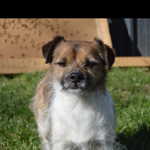 #BE227753 - Eros - Chien perdu - Beauraing | AnimalWeb #BE227753 - Eros - Chien perdu - Beauraing | AnimalWeb