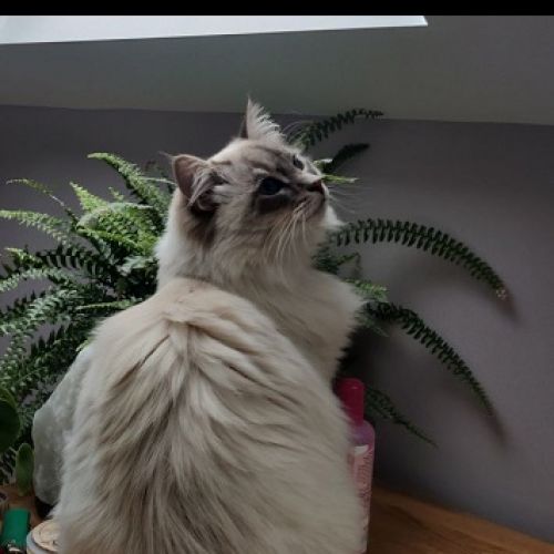 #BE227775 - Fay - Chat perdu - Sterrebeek | AnimalWeb #BE227775 - Fay - Chat perdu - Sterrebeek | AnimalWeb