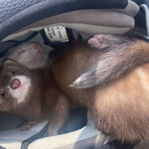 #BE227811 - Hina - Furet perdu - Quesnoy-sûr-deules | AnimalWeb #BE227811 - Hina - Furet perdu - Quesnoy-sûr-deules | AnimalWeb